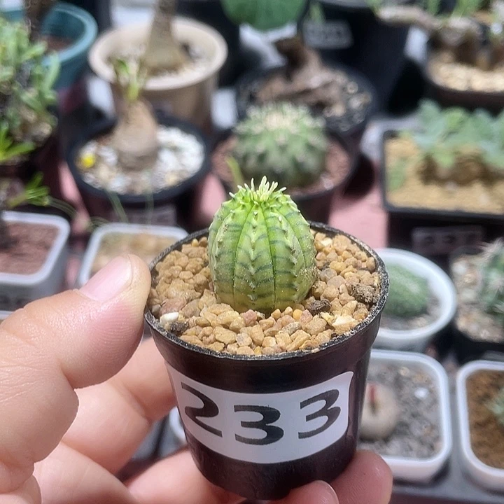 233布纹球自然锦植物
