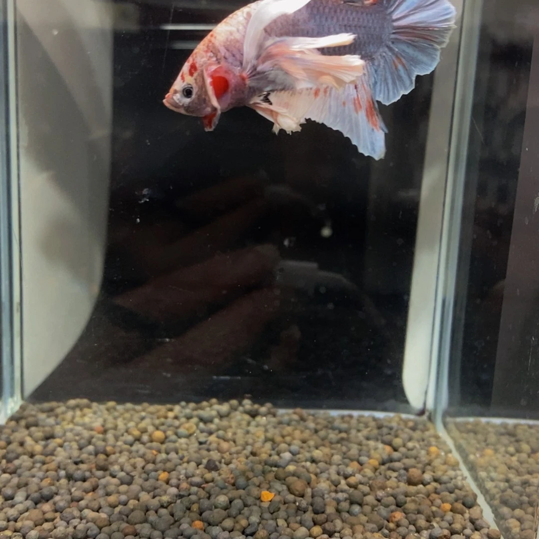 斗鱼453巨斗巨斗