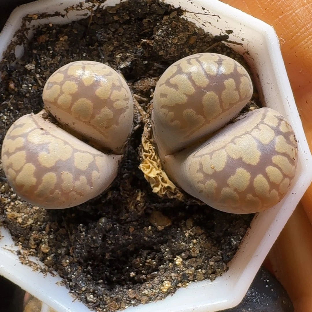 生石花22///。   31