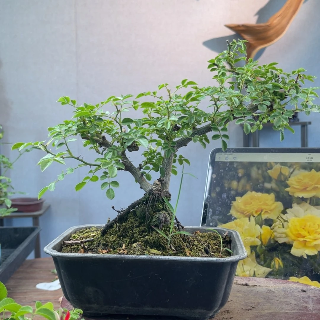 少量花朵（建议范围：2朵-5朵 或40%以下）手****6