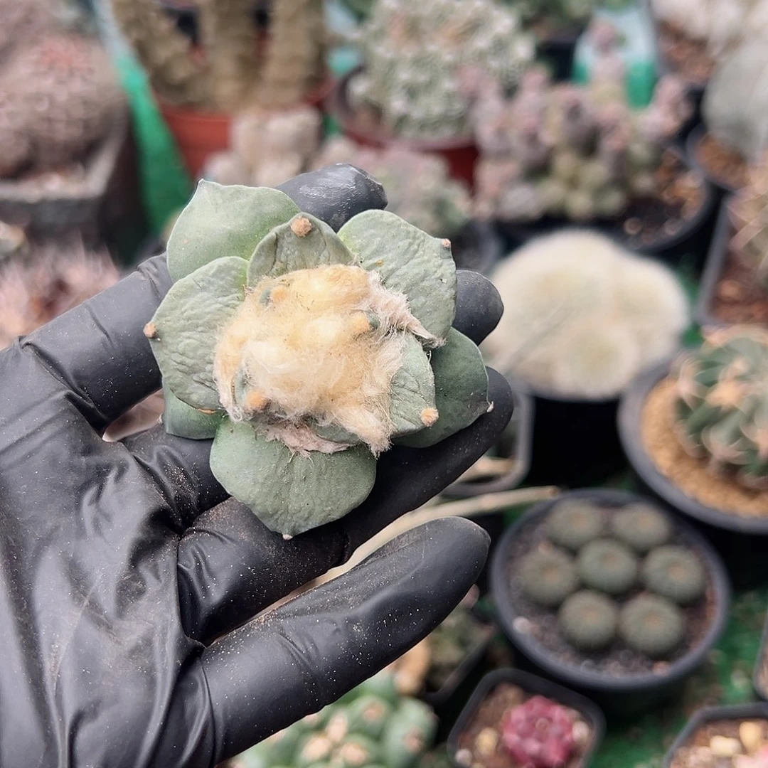 2号牛舌怒涛5.8公分