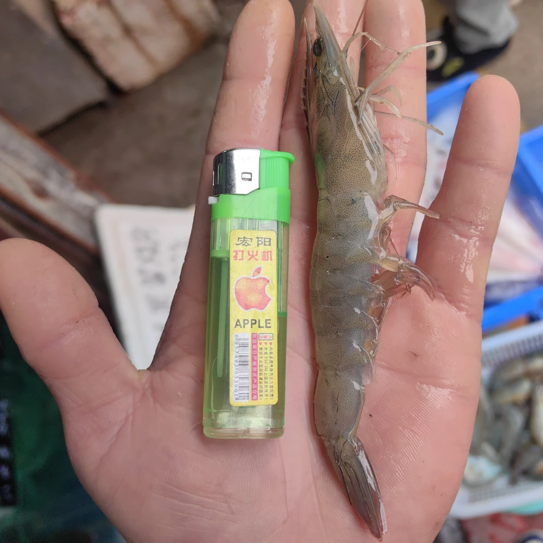 广东湛江基围虾500克一斤装26只【鲜活】