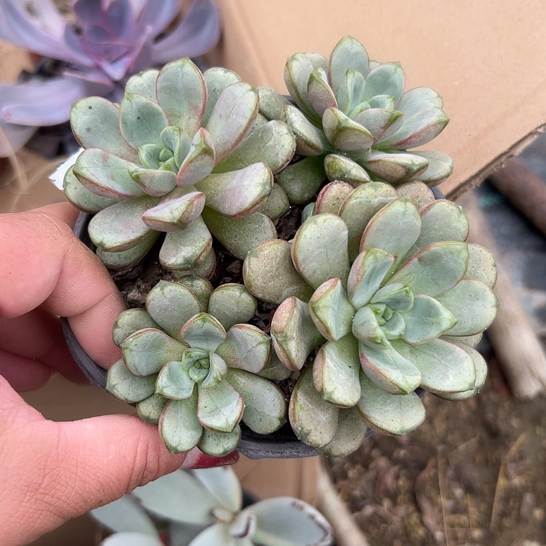 多肉植物葡萄群生