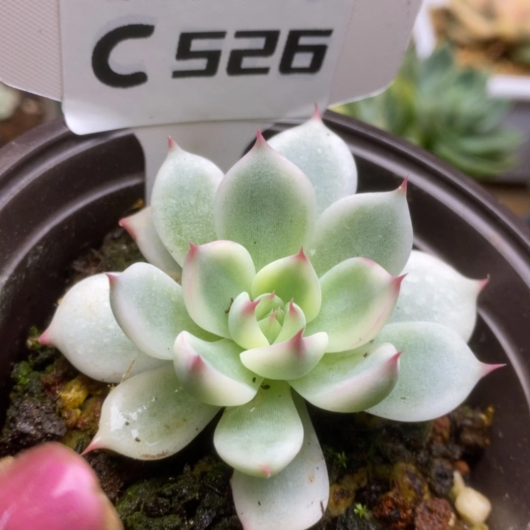 526哈哈哈哈哈哈好了