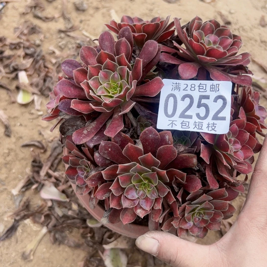红日多肉植物0252