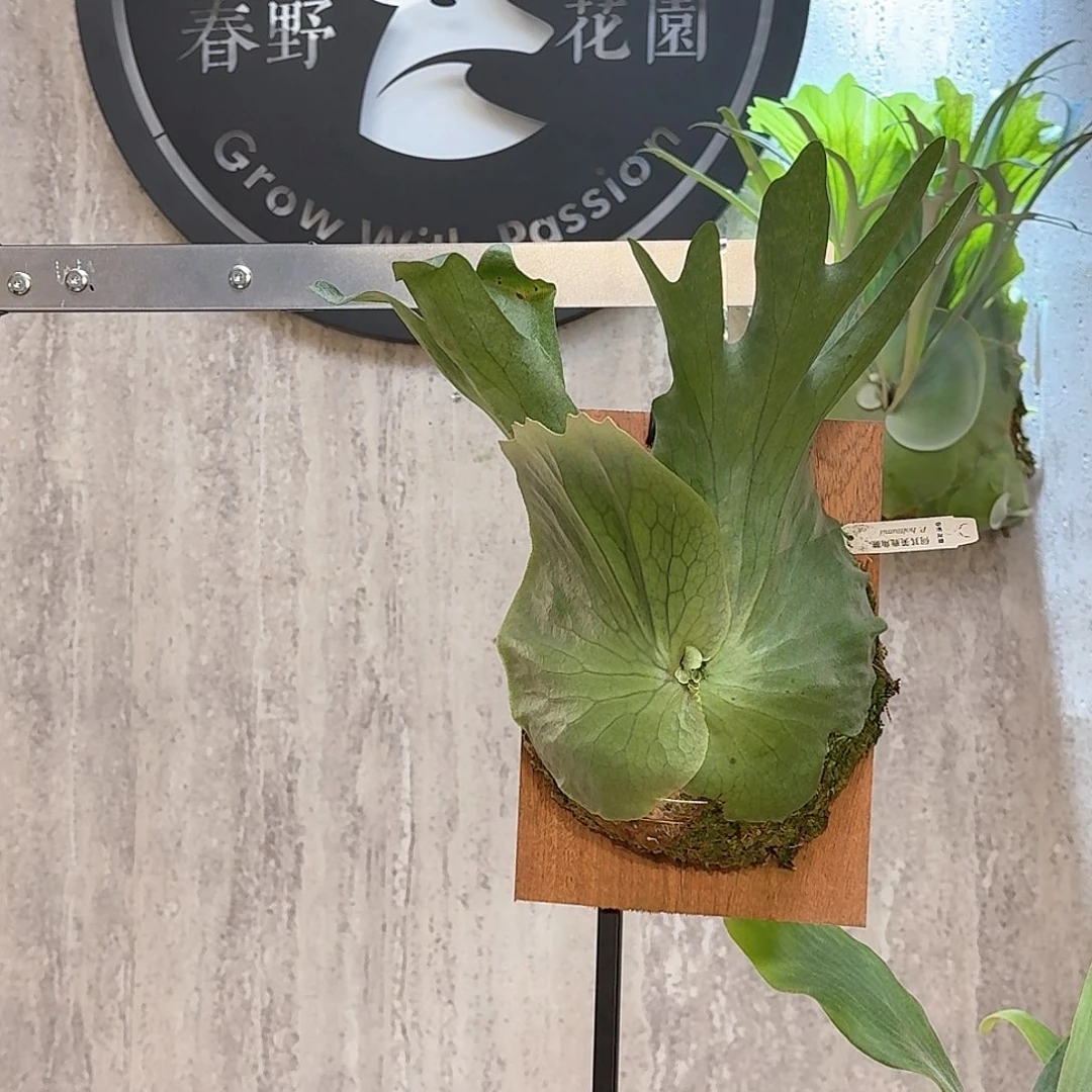 完全开放何其美鹿角蕨