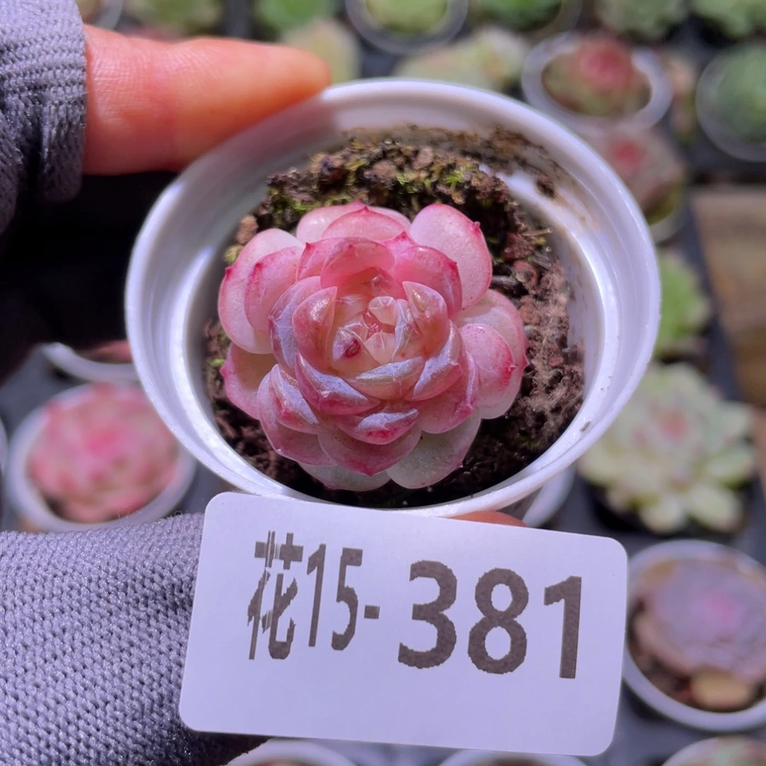 花利美15-381粉钻