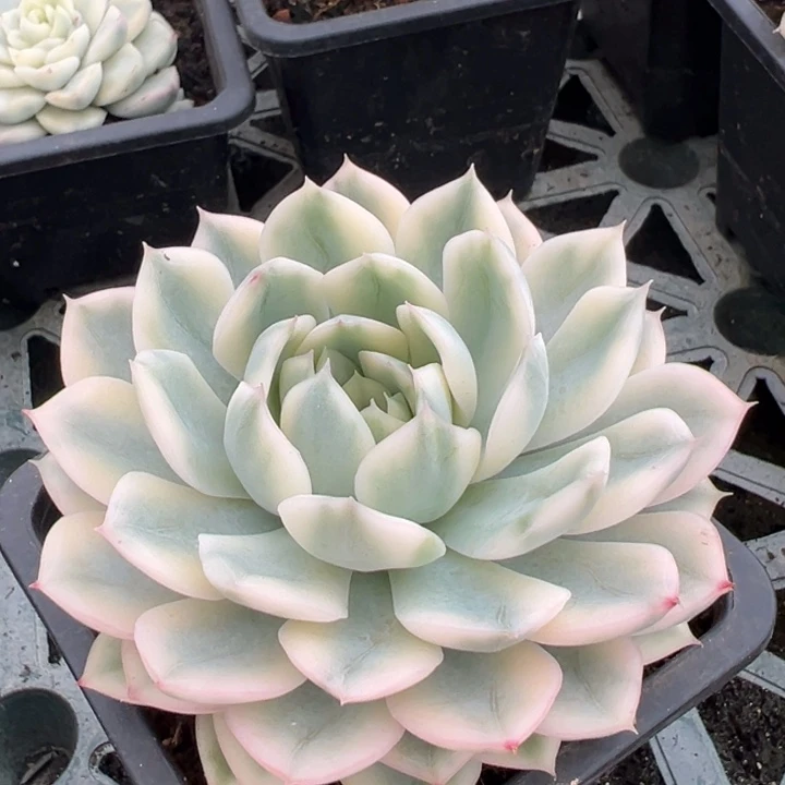 月亮仙子锦一物一拍锦龙