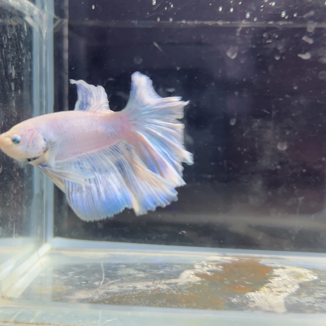 斗鱼浅色特殊尾hhhh