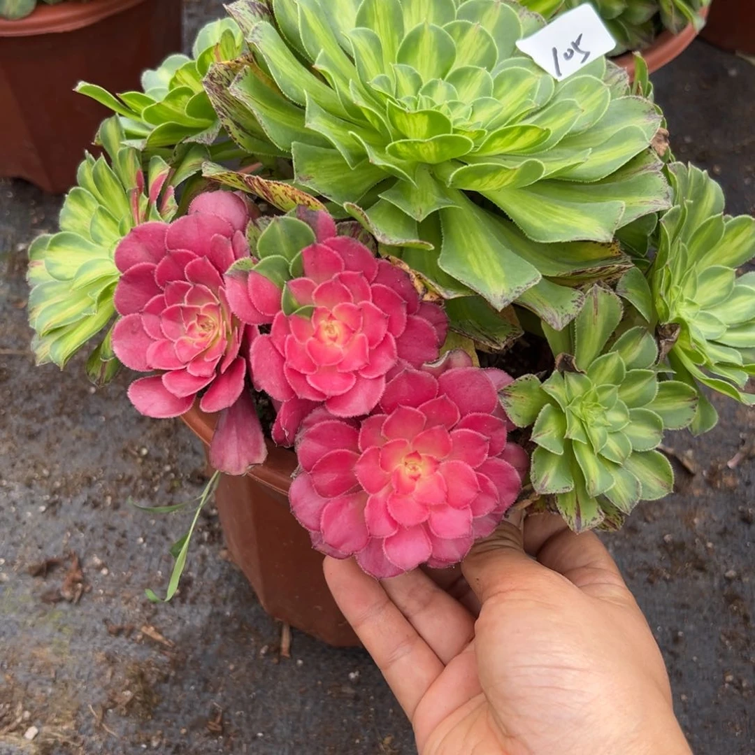 105知否多肉植物系