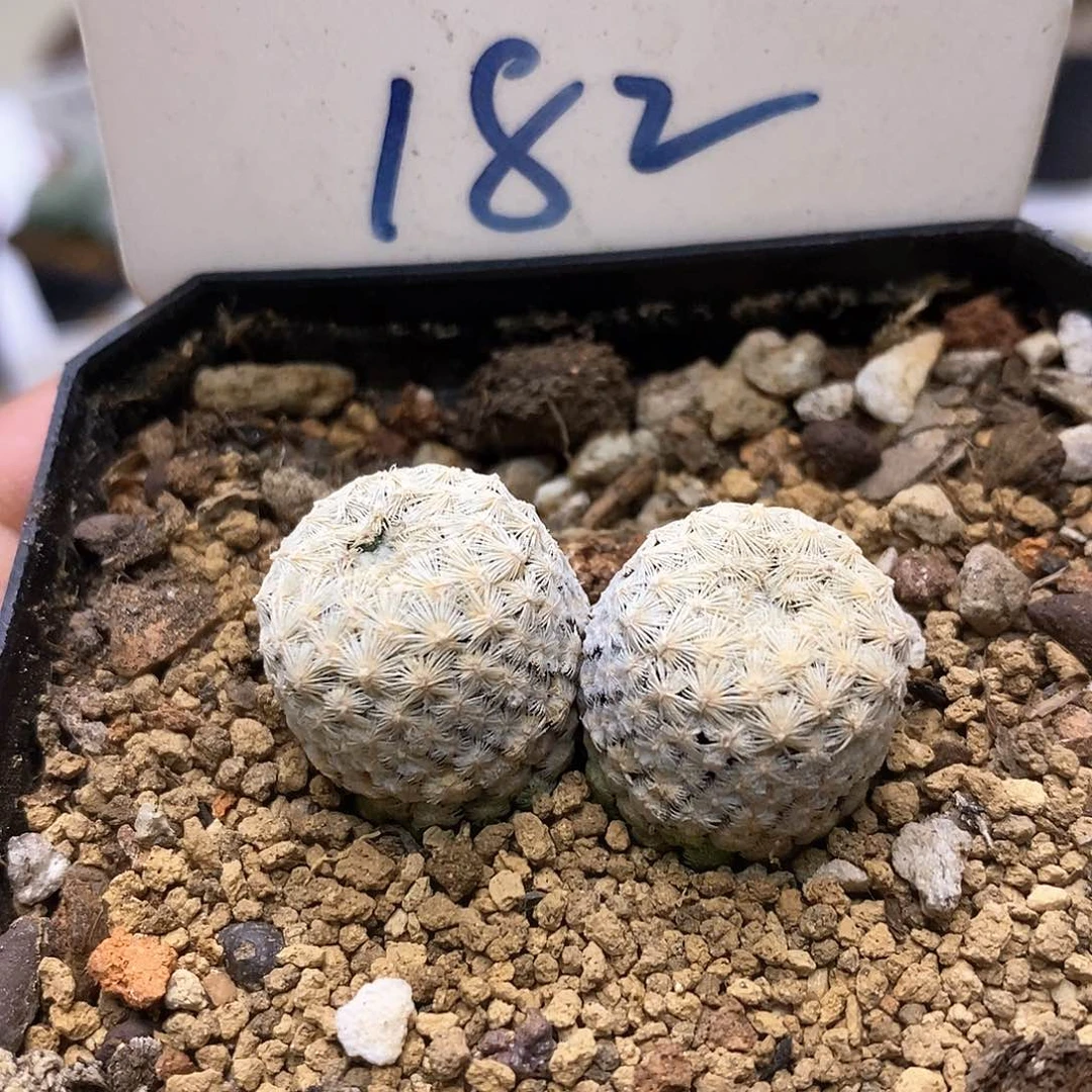 双头实生白岳丸福利特价咯