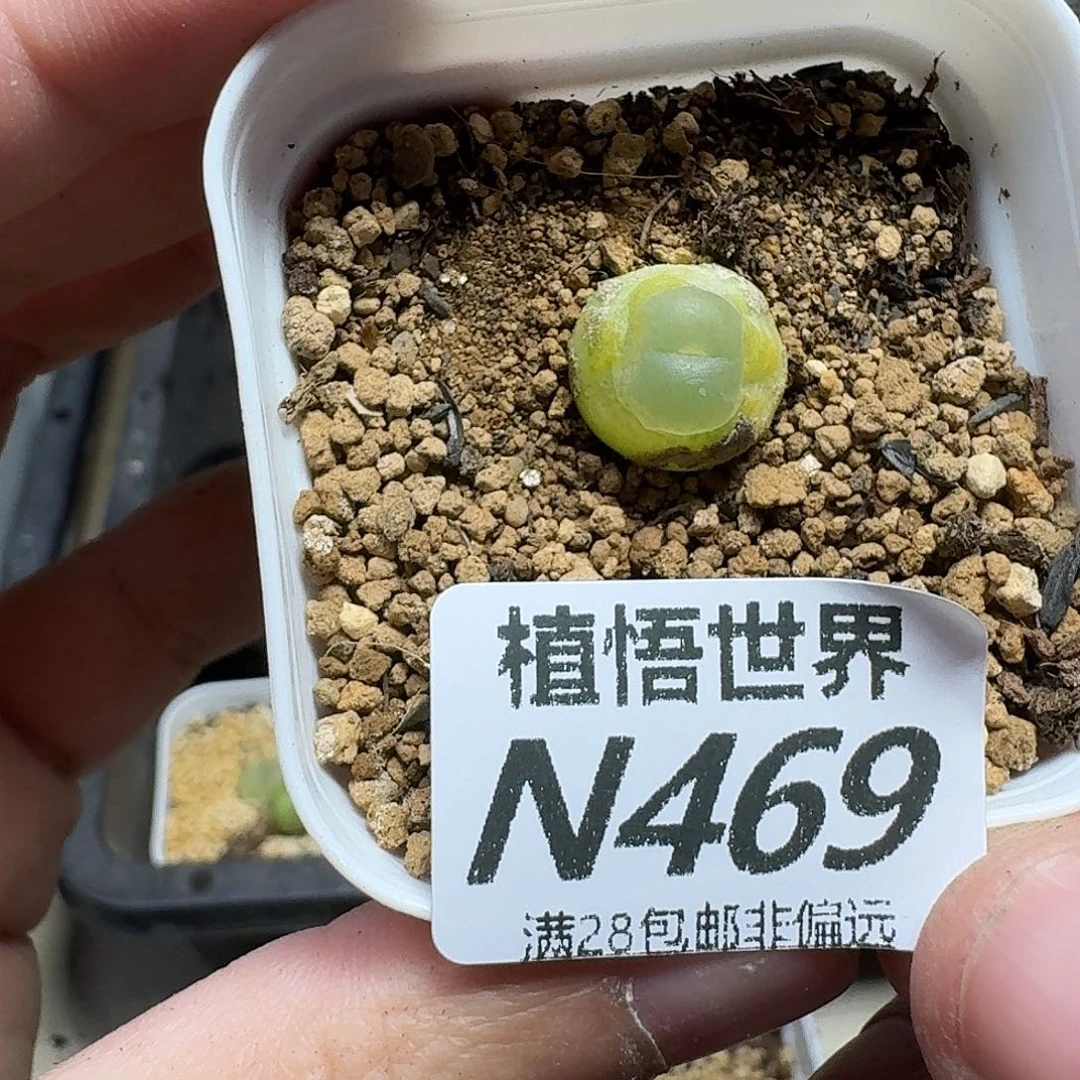 多肉植物的人在ghh