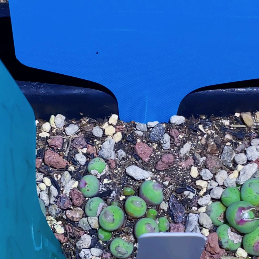 一***）鸭嘴兽植物一物一拍