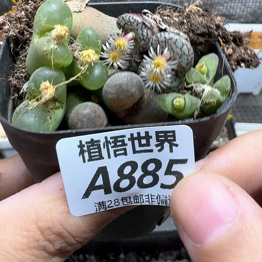 多肉植物的润泽fgh