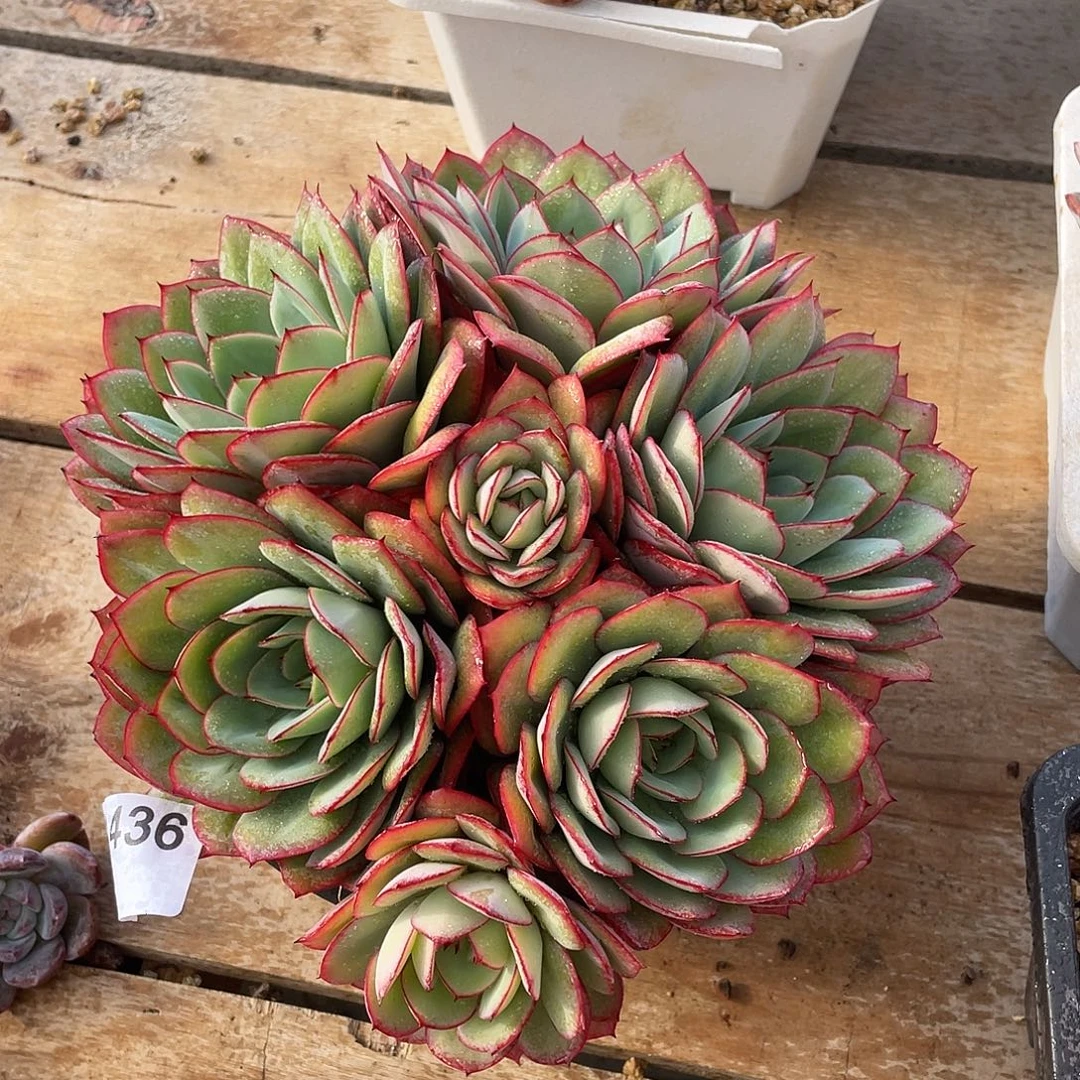 436多肉植物多肉植物