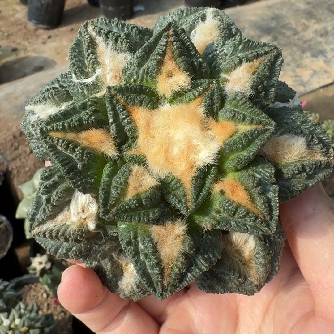 【闪购商品】金毛大尤螺旋辛顿11公分