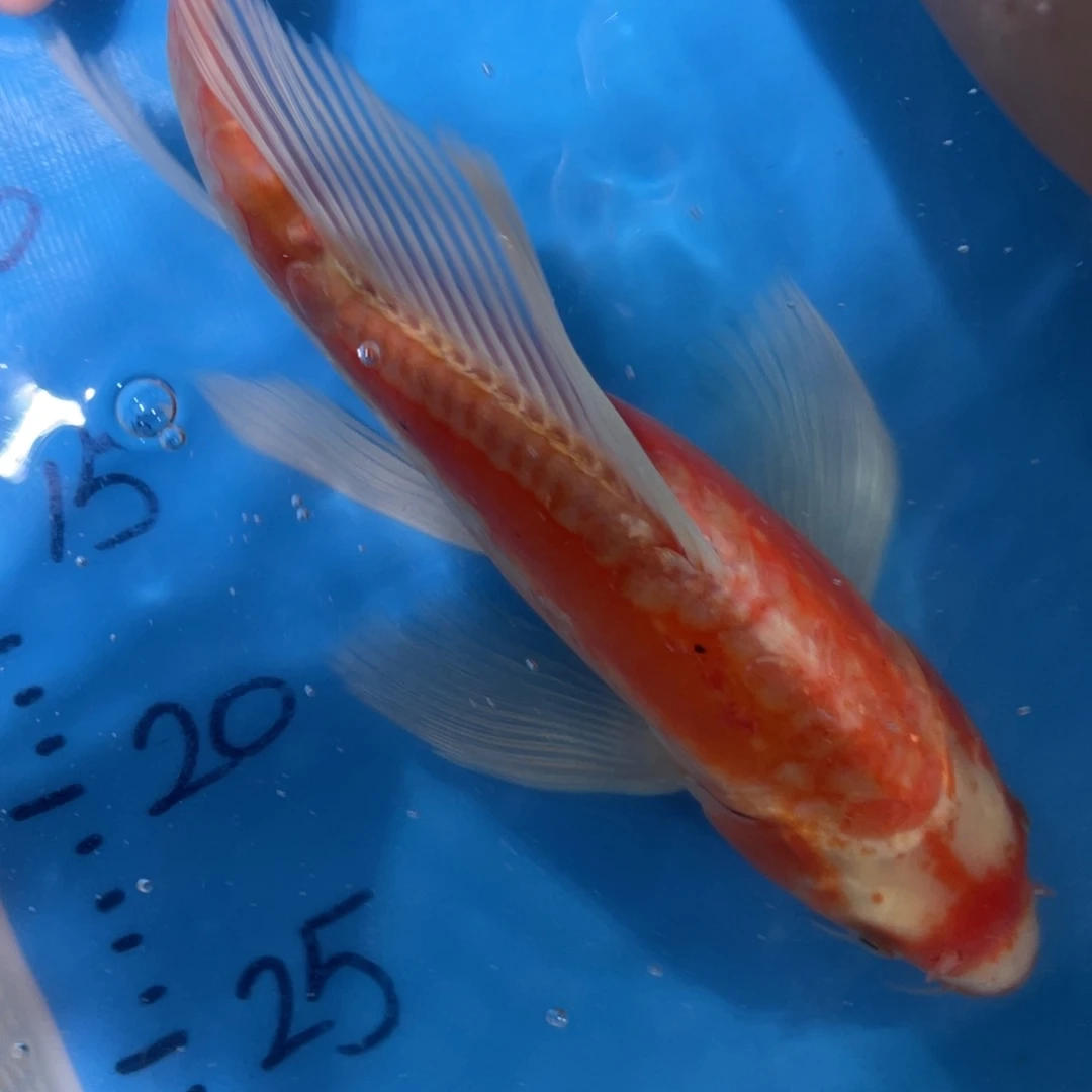 锦鲤锦鲤锦鲤包邮蝴蝶里