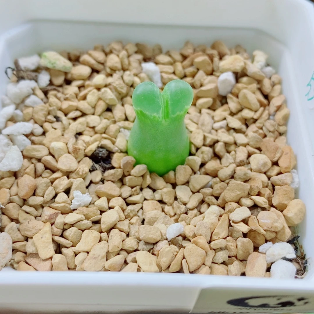 生石花花花花花花花637
