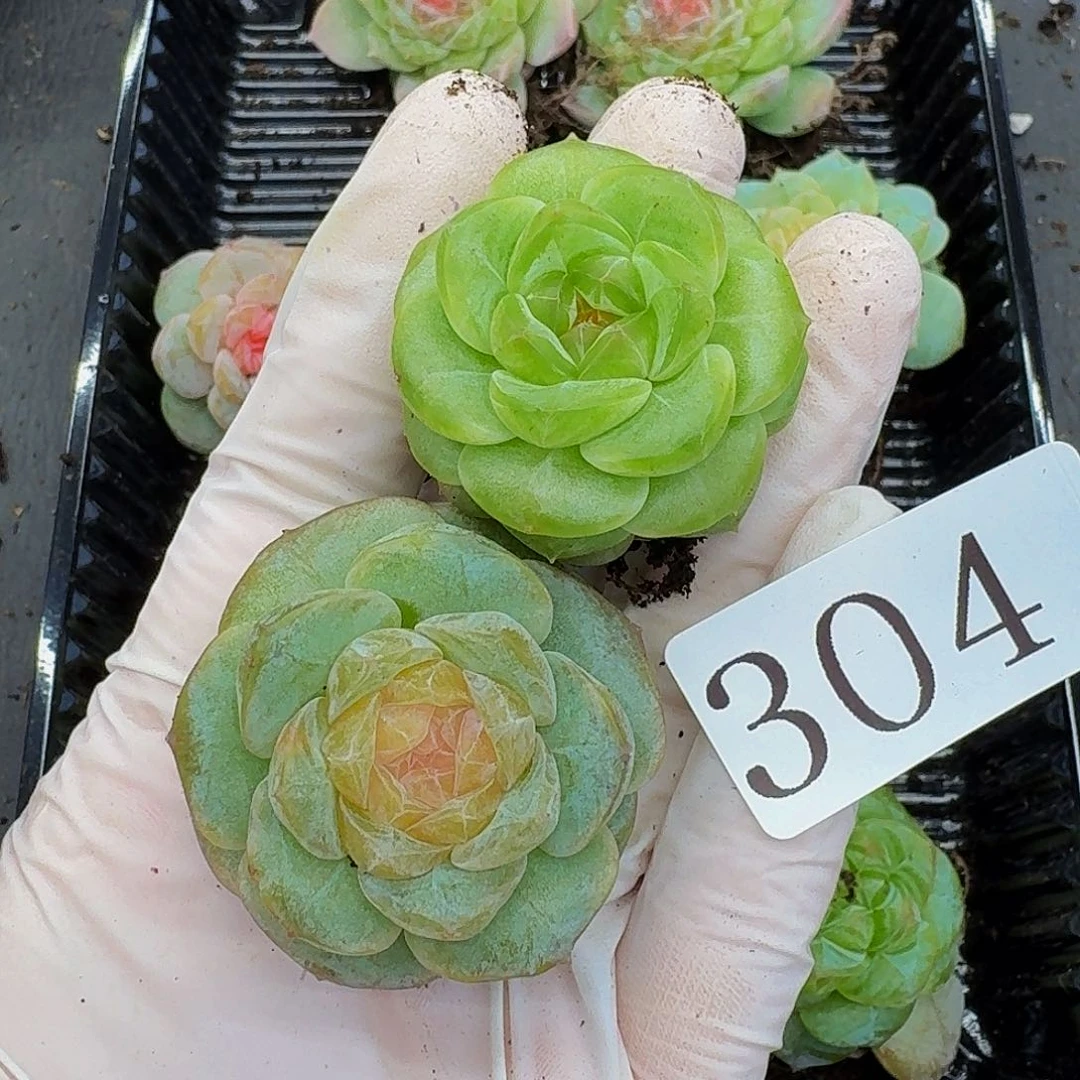 多肉植物多肉植物304