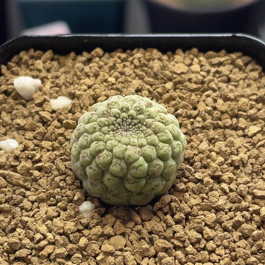 实生锈斑佛头玉仙人球2厘米