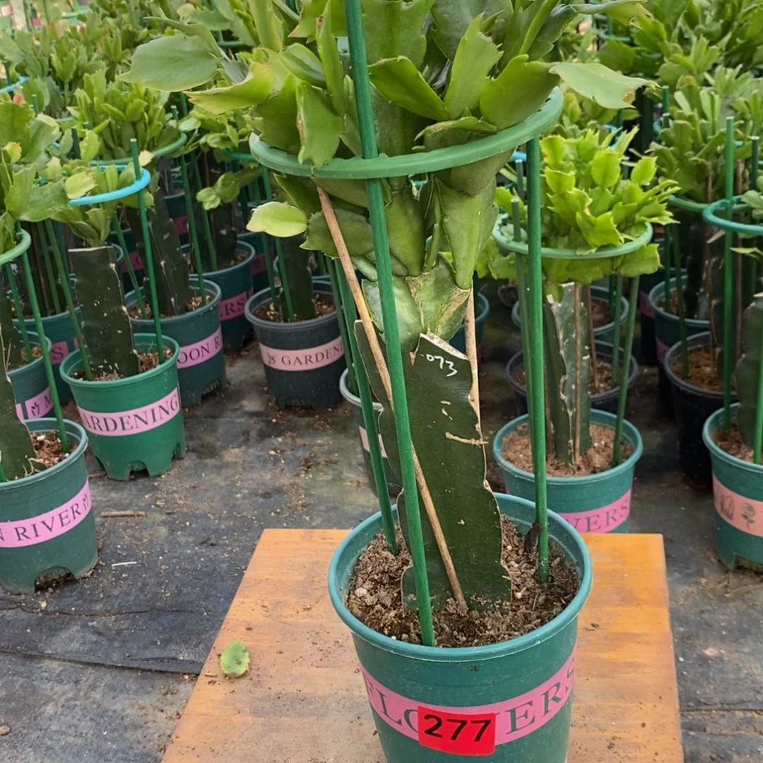 完全开放277嫁接073