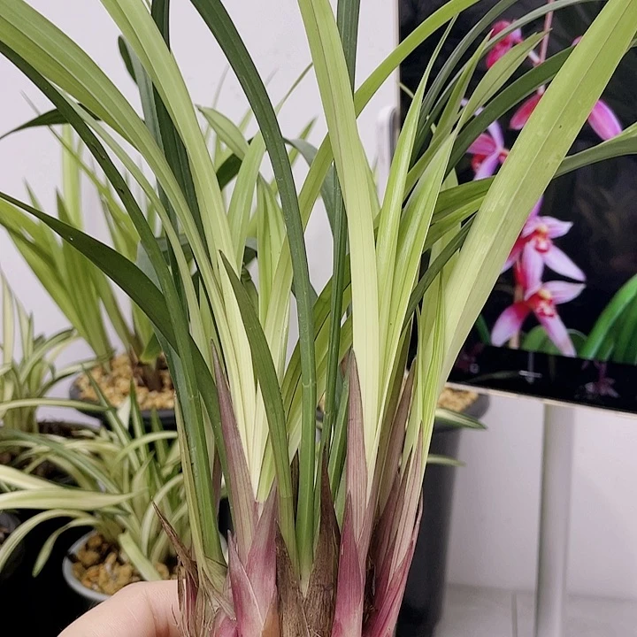 繁**景建兰叶花双艺