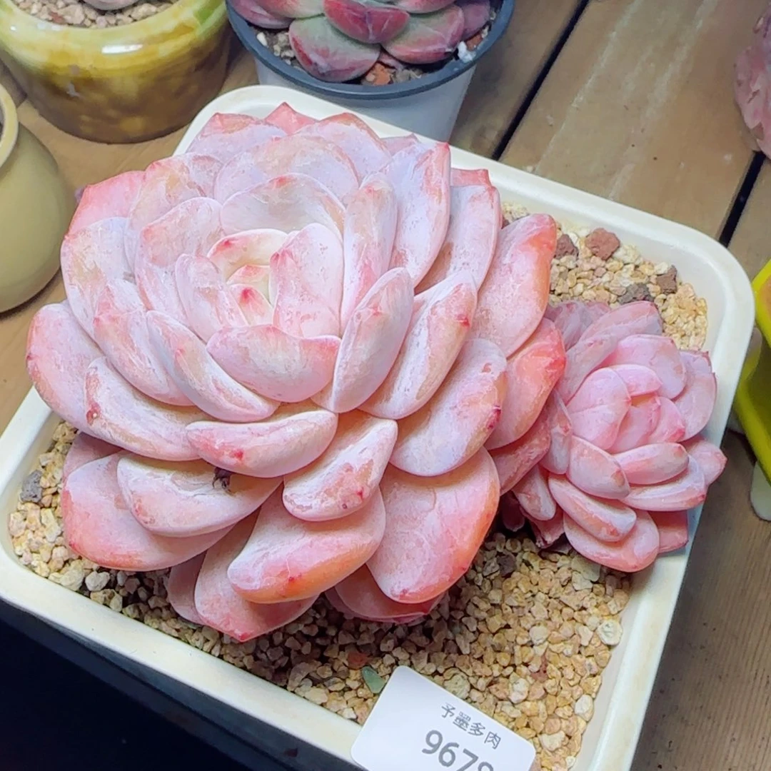 橙子，9678多肉植物