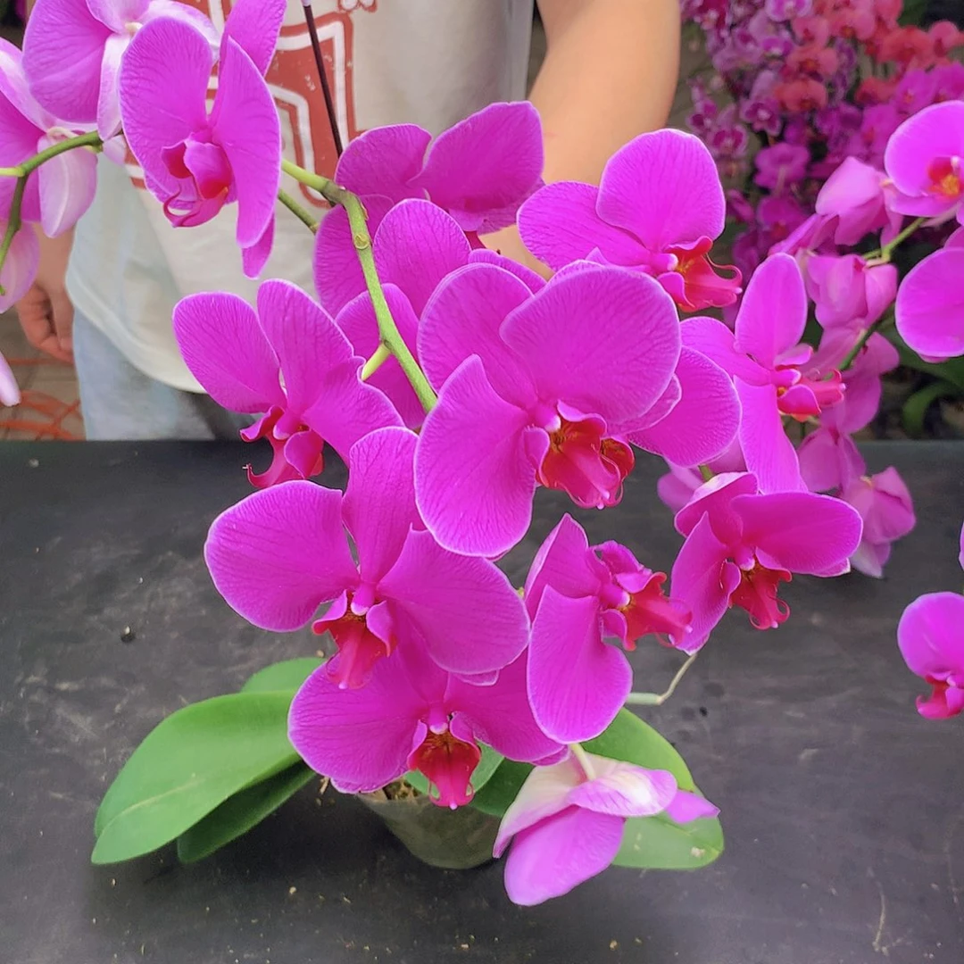 完全开放精品蝴蝶兰1号