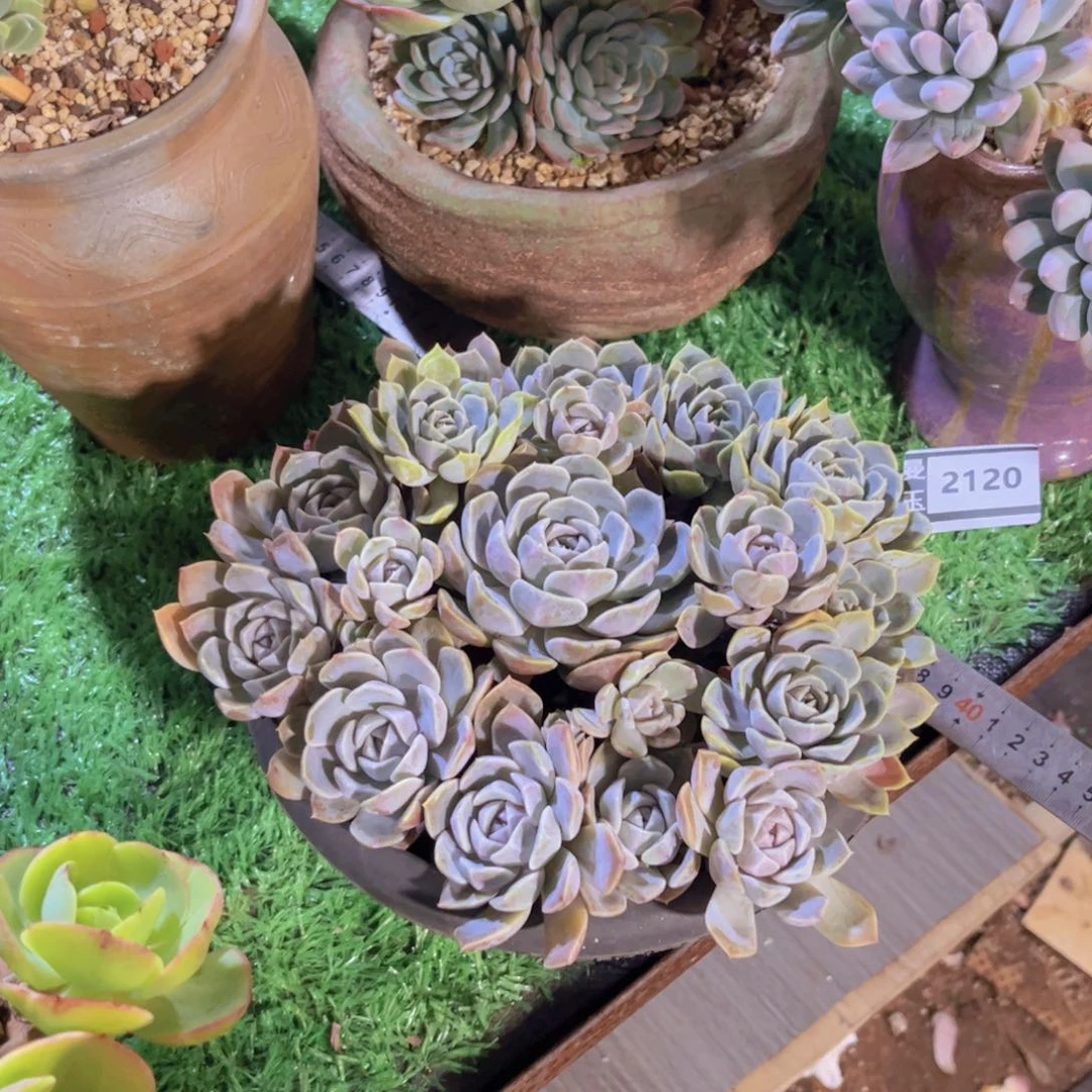 汉堡多肉植物2120