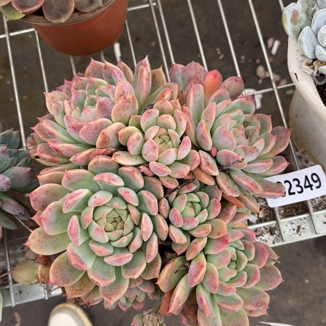 2349霜花一物一拍