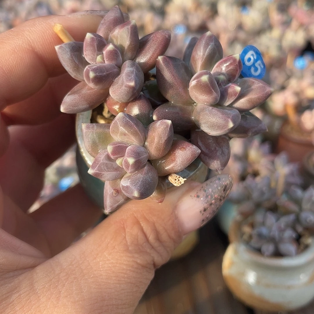 乌拉克拉 4口盆 脱土发货