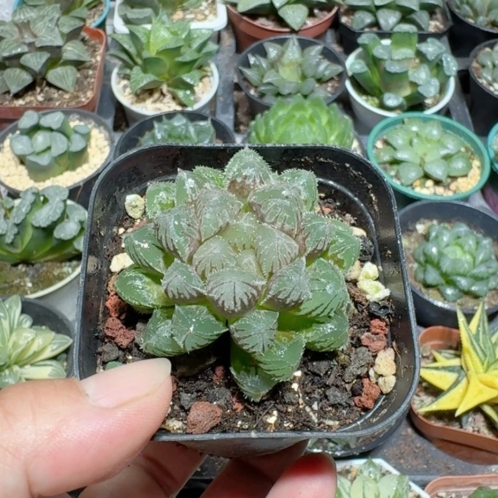 十二卷玉露红岩寿