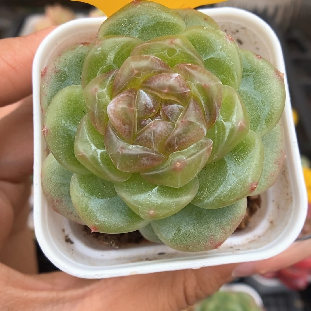 圆叶玻璃心珍妮756号