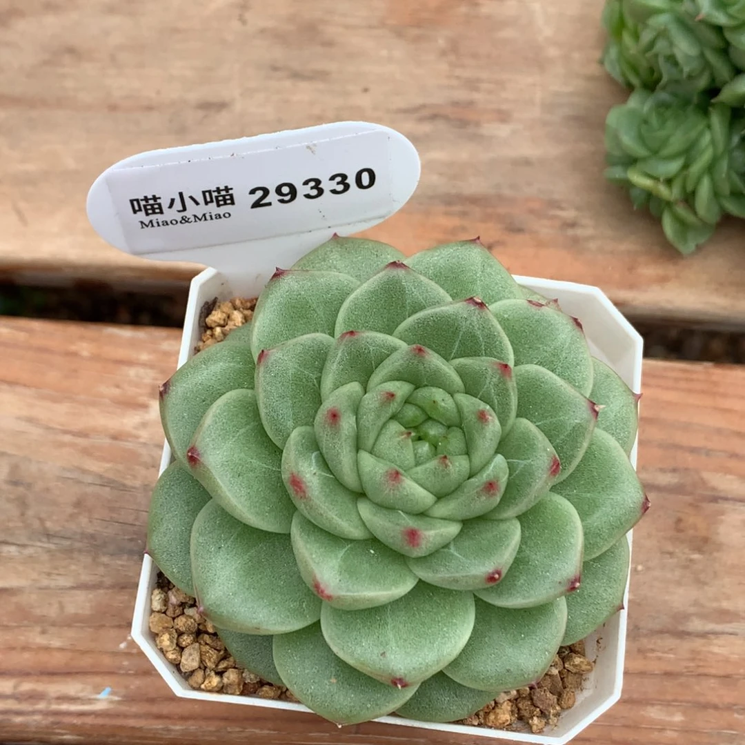 以***晴多肉植物杂交珍妮