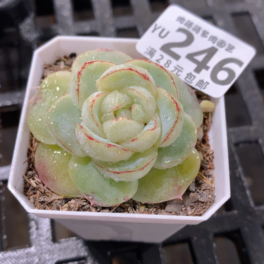 肉萌萌拇指盆精控多肉YU246