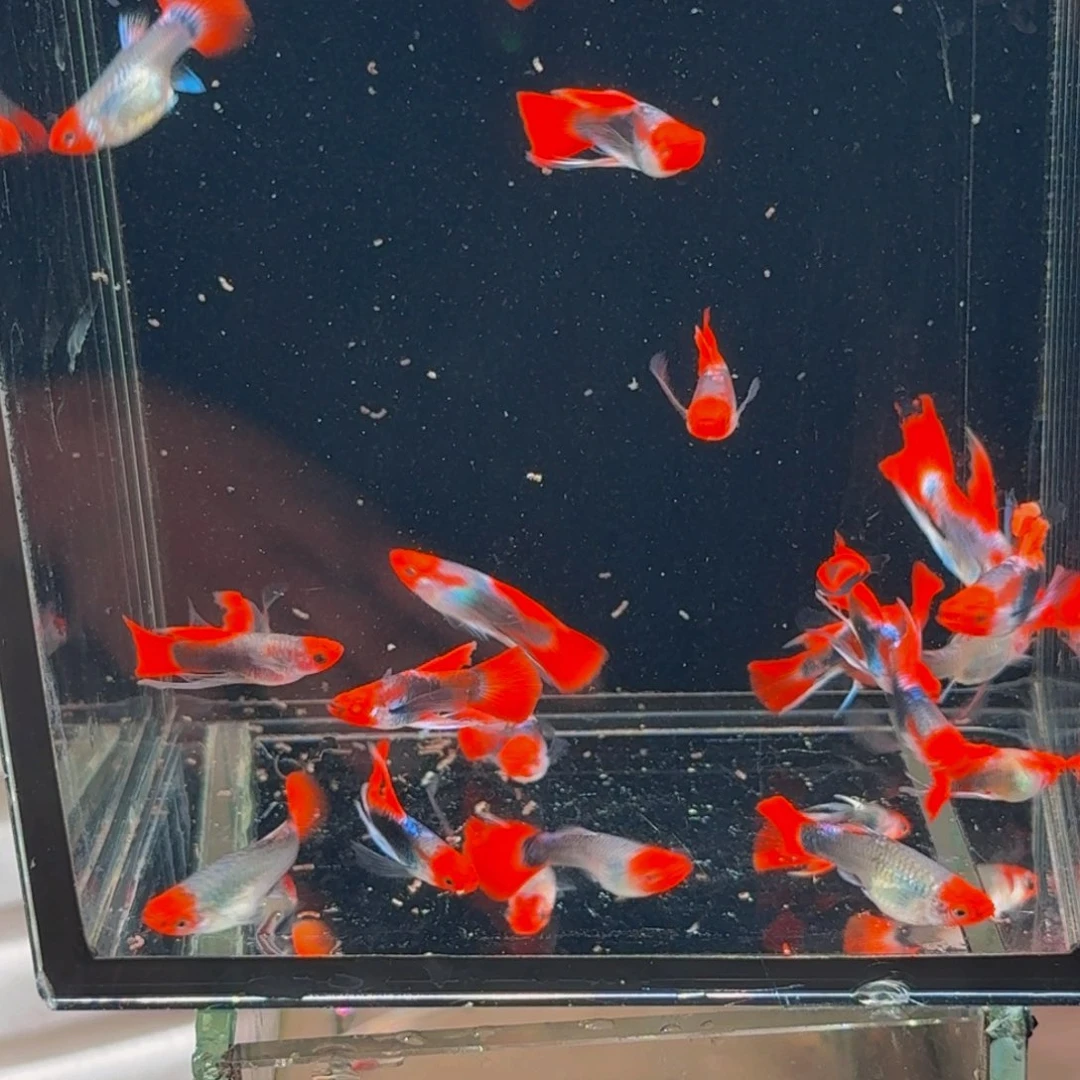 不分公母1.5-4厘米淡水深海蓝缎带大c,2对