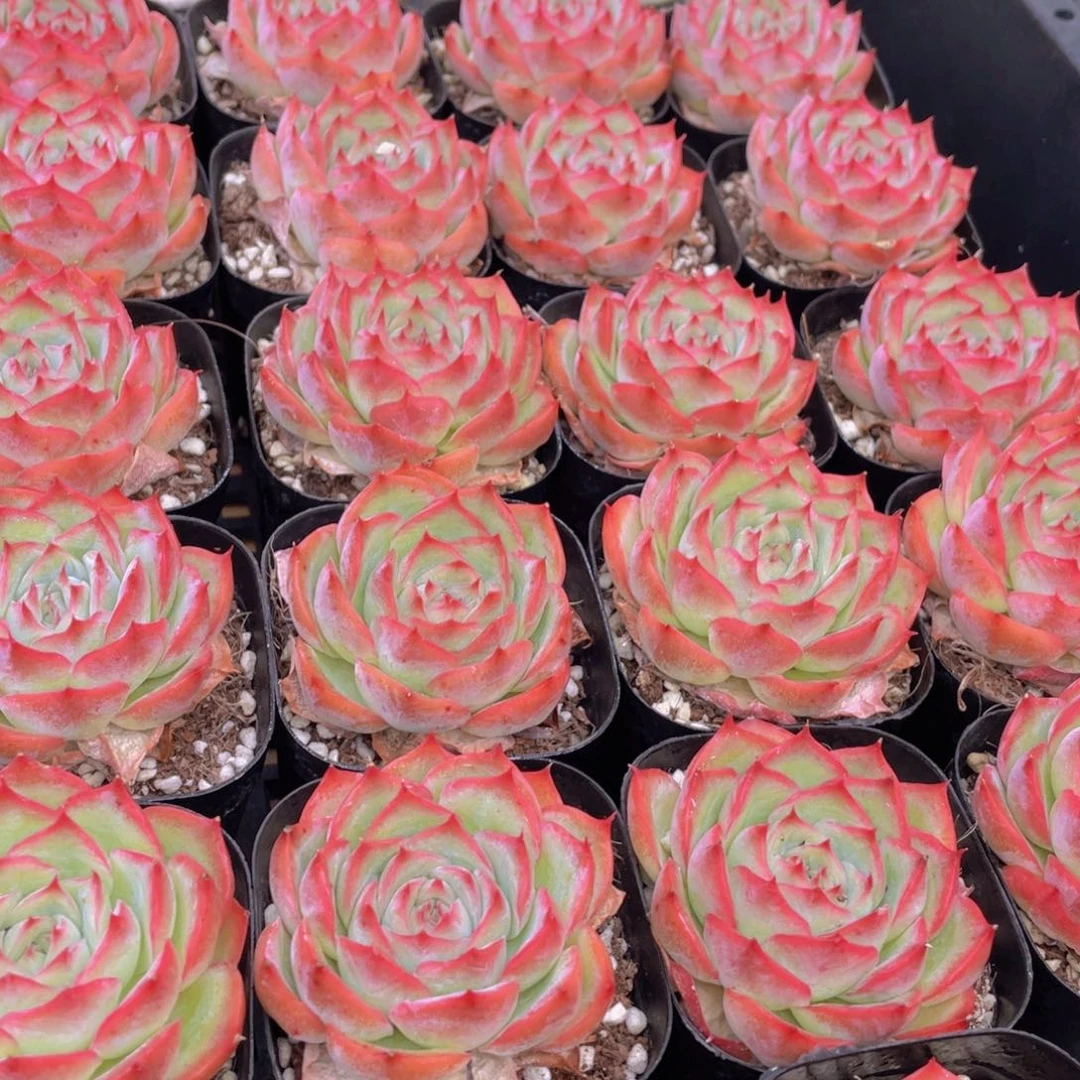 量拍37号 玫瑰花粉侧影单头一个