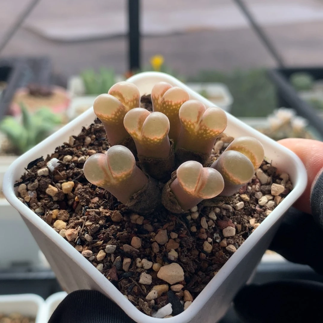 a809红风铃母本一颗