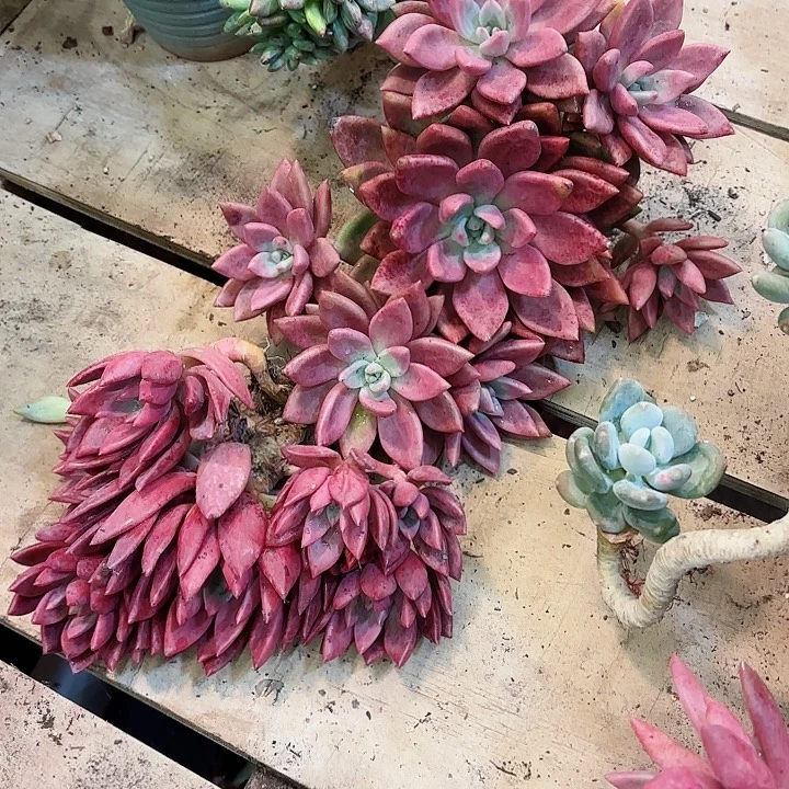 桃花源精品多肉盆栽