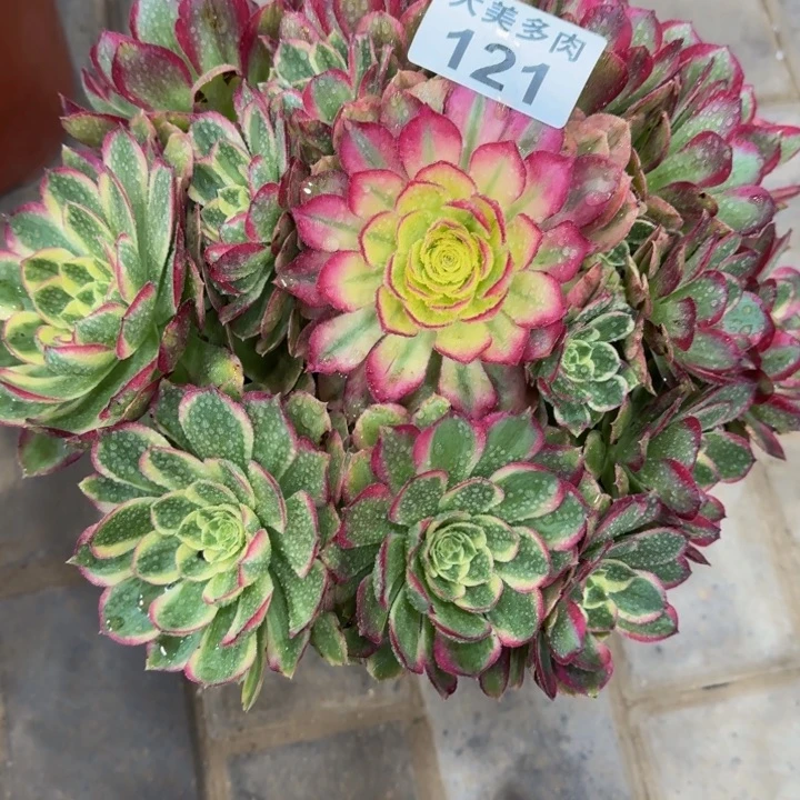 ༊****海王福利不周正121肉肉