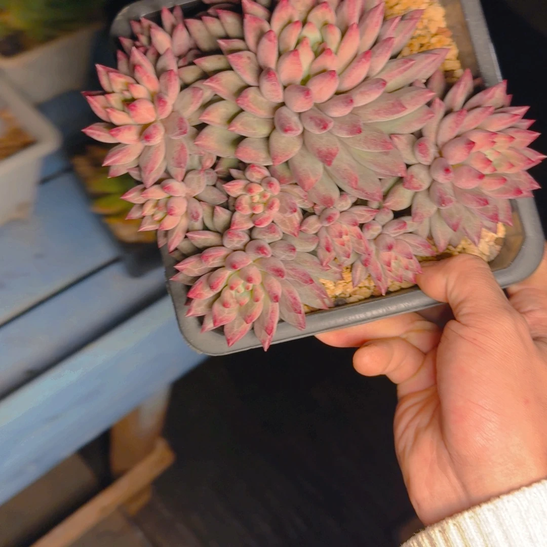 虞美人群多肉111111111111