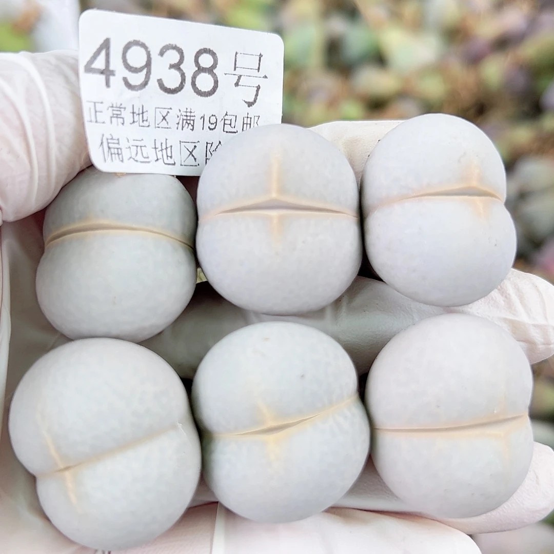 4938四年高尔夫3个2.5cm