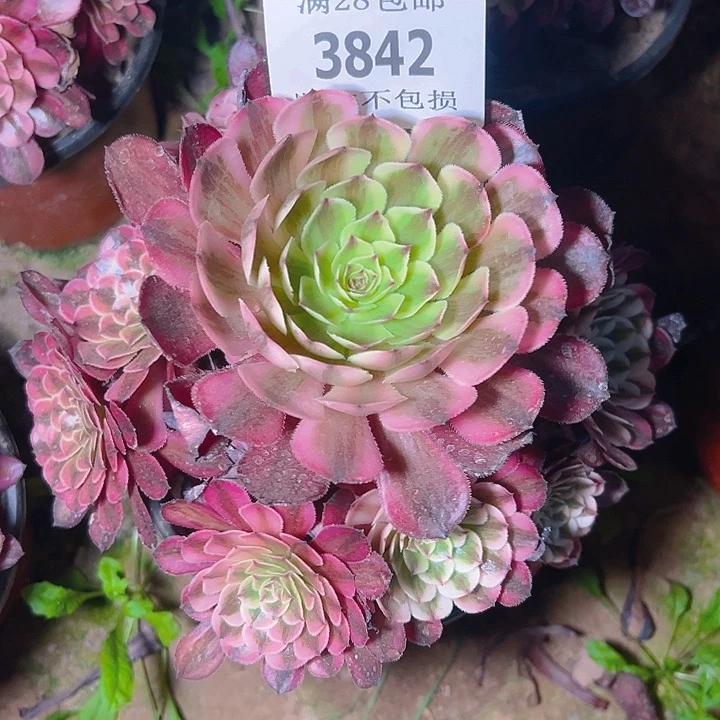 无花朵3842白月光多肉植物2号