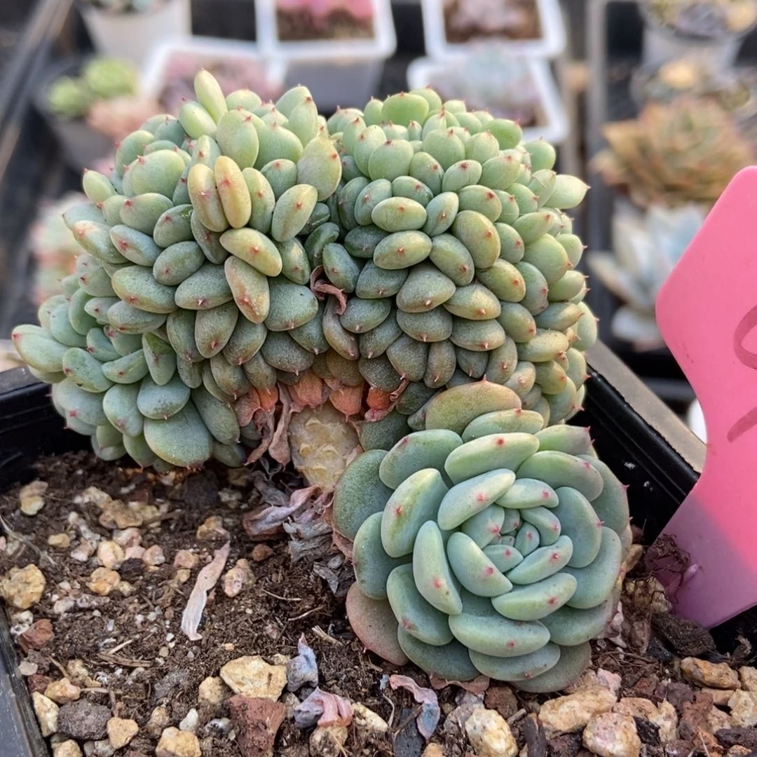 926白胖子缀多肉植物保护