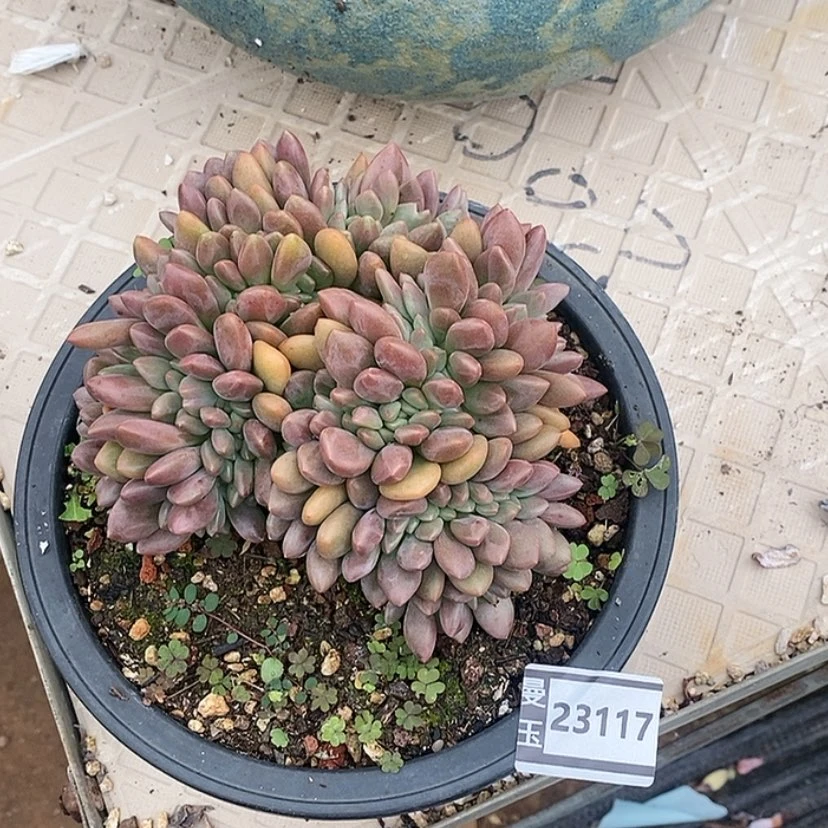 【闪购商品】邓*࿐桃花源缀23117