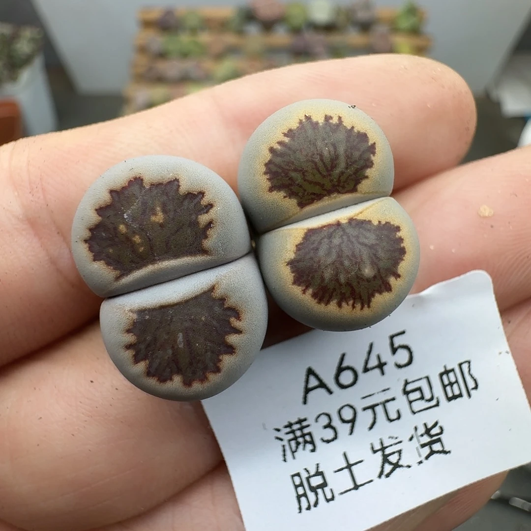 645多肉哈哈哈哈哈哈哈