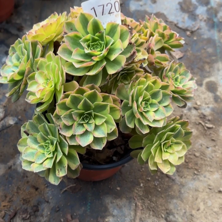 雨荷多肉处理不包断头1720