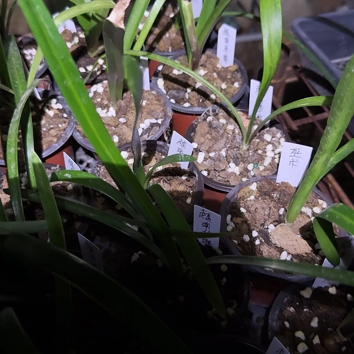 越南草莓朱顶红一棵1+