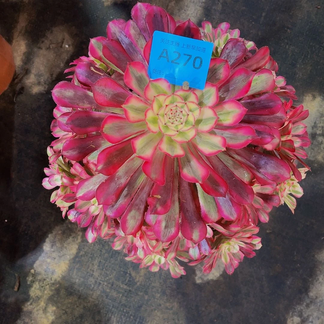 花****源共同白270拖土法师