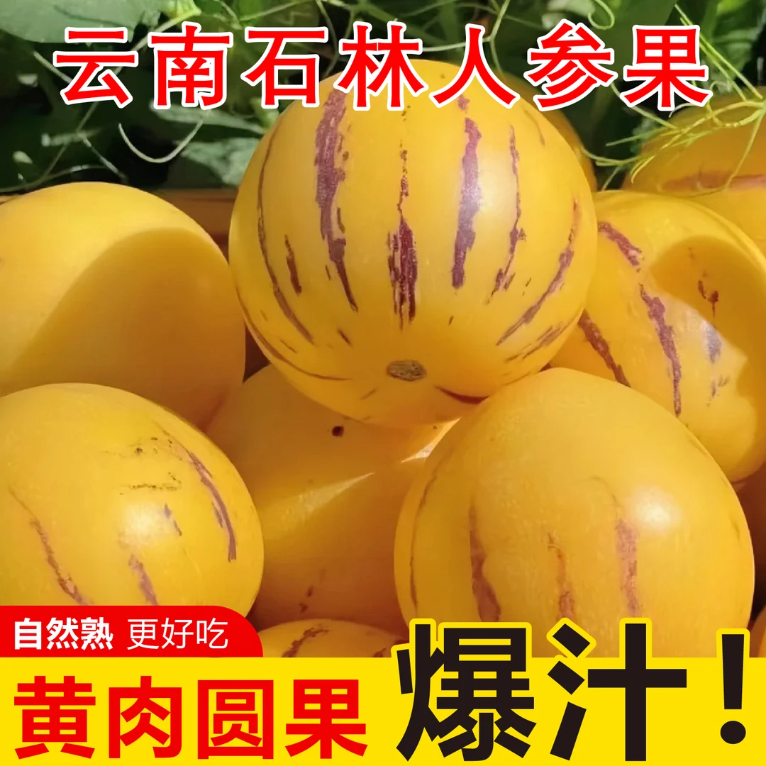 云南高原高山人参果树上熟黄肉圆果新鲜清甜多汁应季果